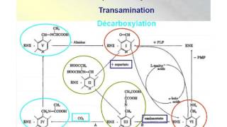 BIOCHIMIE 1 ENZYMOLOGIE [upl. by Enaed]