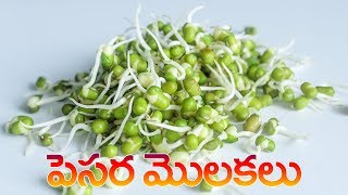 పెసర మొలకలు  Pesara Molakalu in telugu  How to make sprouts [upl. by Stclair]