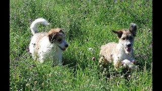 16 week old Bordoodle Puppies for Sale [upl. by Auhsoj12]