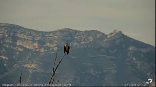 Águila pescadora Webcam laguna Riet Vell seobirdlife [upl. by Aruasi]