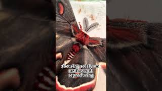 The Cecropia Moth Is The Largest Moth In North America  Facts Animal cecropiamoth butterfly [upl. by Ahseenyt]