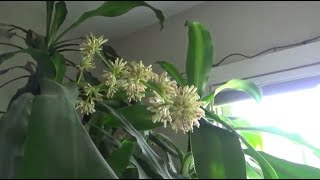 Dracaena Fragrans Corn Plant Blooms [upl. by Gauldin571]