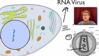 Viral Replication [upl. by Adimra]