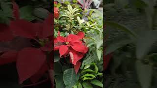 Plant की price list 😳 pricelist plantlist plantname shortvideo ytshorts plantcuttings high [upl. by Joletta]