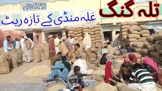 Talagang Ghalla Mandi Mein Mungfali K Taaza Bhav  Mongphali K Aaj K Rate  Peanut Rates 2024 [upl. by Rafter612]