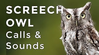 Eastern Screech Owl Sounds Learn their TWO haunting calls 2024 [upl. by Nev]