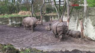 A Swiss rhinoceros breeding program [upl. by Adyan]