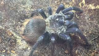 Brazilian blue tarantula Lasiocyano sazimai with feeding clip for beginners [upl. by Fidelity341]