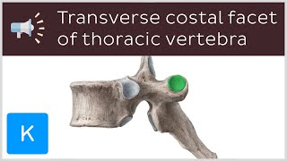 Transverse costal facet of thoracic vertebra  Anatomical Terms Pronunciation by Kenhub [upl. by Margot]