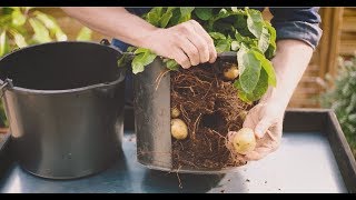 DIY  Hvordan dyrke poteter på balkongen [upl. by Ijar]