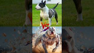 Bull Terrier VS Pitbull VS Doberman bullterrier [upl. by Gerty286]