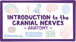 Introduction to the cranial nerves Anatomy [upl. by Ititrefen]