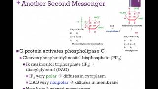 071Phospholipase C Pathway [upl. by Iarahs]