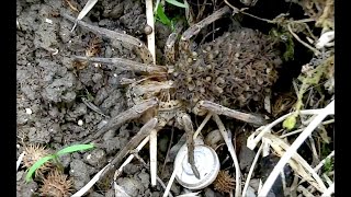 Wolf spider Araignée loup lycosidae France [upl. by Enyr666]