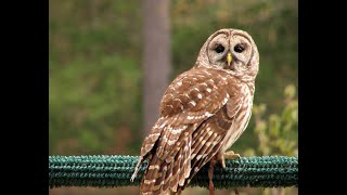 Mating Sounds Or Monkey Calls Of Barred Owls at night so only sounds [upl. by Ramon]