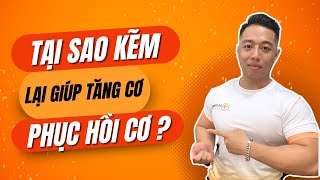 Kẽm Zinc Có Ảnh Hưởng Gì Đến Tăng Cơ Tăng Sức Bền Phục Hồi Cơ Bắp [upl. by Goren]