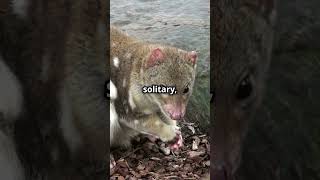 Meet the Quoll a Carnivorous Marsupial quoll marsupial australia wildlife nature animalfacts [upl. by Mcgaw]