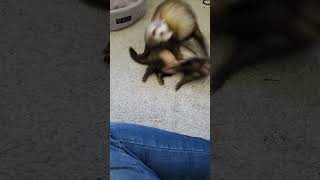 ferrets they love to play 🤣 they are just dookingplaying [upl. by Nywloc]