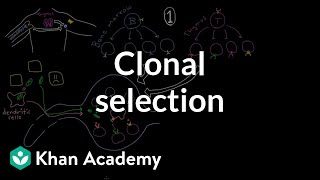 Clonal selection  Immune system physiology  NCLEXRN  Khan Academy [upl. by Lalitta]