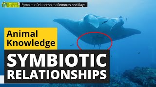 Symbiotic Animal Relationships  Animals for Kids  Educational Video [upl. by Saxon]