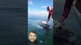 SamudraGibo sa parasan whale whalefish whaleshark nature viralclips [upl. by Aliam]