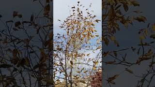 Autumns🍂Effects on Walnut Tree [upl. by Fabozzi]