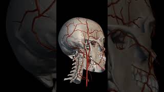 Cranium skull arteryveinscardiovascular anatomyandphysiologynursing [upl. by Oilime]