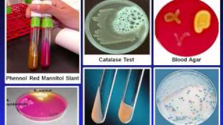 Introduction to Microbiology Culture Techniques [upl. by Airamasor]