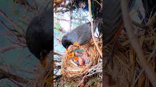 Mother bird feeding baby earthworm nature [upl. by Eintroc]