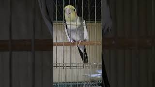 Amer fast 1 pear Kokatel pakhi 🥰🦜 foryou fypシ゚viral viralvideo birds kolkata [upl. by Eiramadnil]