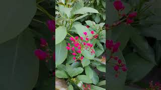 Jatropha integerrimaflowergarden gardenplants nature gardeninggarden [upl. by Kerk]