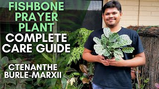 Ctenanthe Burle Marxii Care Tips  Fishbone Prayer Plant Complete Care Guide [upl. by Eentroc493]