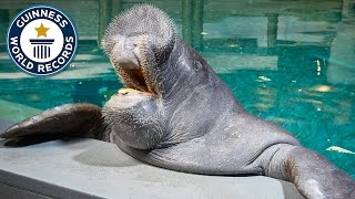 Oldest Manatee  Guinness World Records [upl. by Reeves338]