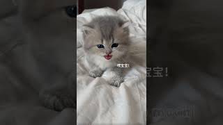 Discovered your little kitten❤️😺 hellomochi cat kitten cats badycat cutecat mochicat kucing [upl. by Sezen912]