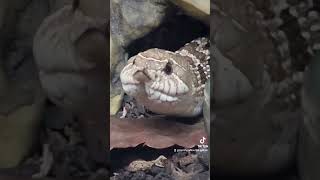 mwahahahaha original sound by Sonyakisa8 snake reptiles animals [upl. by Atiroc]