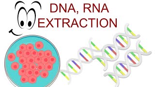 🧬 DNA and RNA EXTRACTION  Nucleic Acid Isolation  Adwoa Biotech [upl. by Anairam]