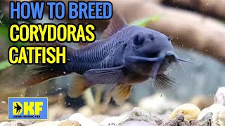 How to breed Corydoras Catfish [upl. by Sairacaz]