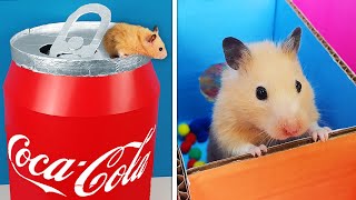 5 Levels Maze for my Hamster  Coca Cola Maze 🐹🏁 [upl. by Gerlac]