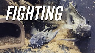 Female Bristlenose Pleco Attacking Male How to Fix [upl. by Gaskins877]