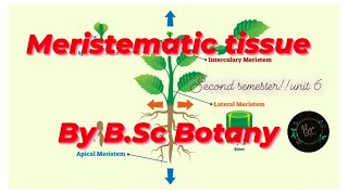 Meristematic Tissue Classification of Meristem By BSc Botany Unit 6 Second Semester [upl. by Aninotna52]