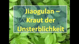 Jiaogulan  Kraut der Unsterblichkeit [upl. by Andriana]