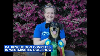 Rescue dog from Erie County Pennsylvania animal shelter competes in Westminster Dog Show [upl. by Assirram]