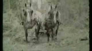 Spring mudtime logging in Whitefield Maine c 1950 by Chester Chase [upl. by Sivet]