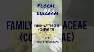 Botany practical filethird semesterFamilyAsteraceaeCompositae Tridax procumbens youtubeshorts [upl. by Schoening938]