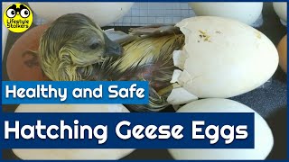 Hatching Geese Eggs  Healthy and Safe [upl. by Herring617]