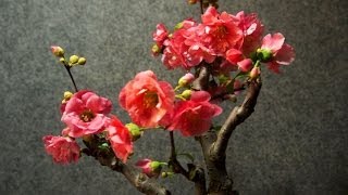 ボケ（木瓜） 開花の様子14日を約1分に短縮 Flowering of Chaenomeles speciosa [upl. by Sams]