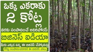 Mahogany tree farming Telugu l High Profit Business Ideas Telugu l Mahogany cultivation Business [upl. by Wellesley]