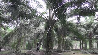 Zenoah Palm Fruit Harvester 5 Metres [upl. by Schroth]