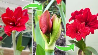 How to Make Amaryllis Rebloom  An Interesting Fact about Amaryllis Flower Bud Turn on CC [upl. by Javier]