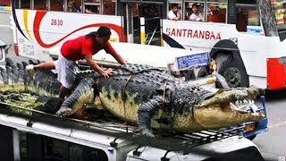 This is The Largest Crocodile in History [upl. by Roana]